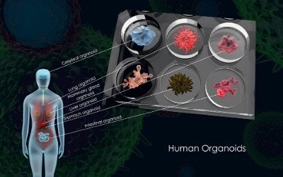Organoidi