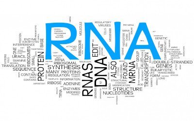 RNA